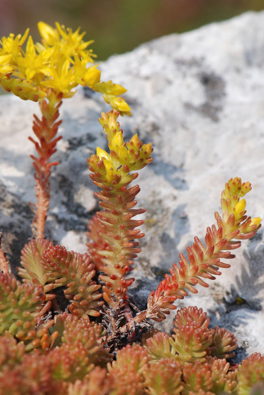 Sedum sexangulare / Borracina insipida